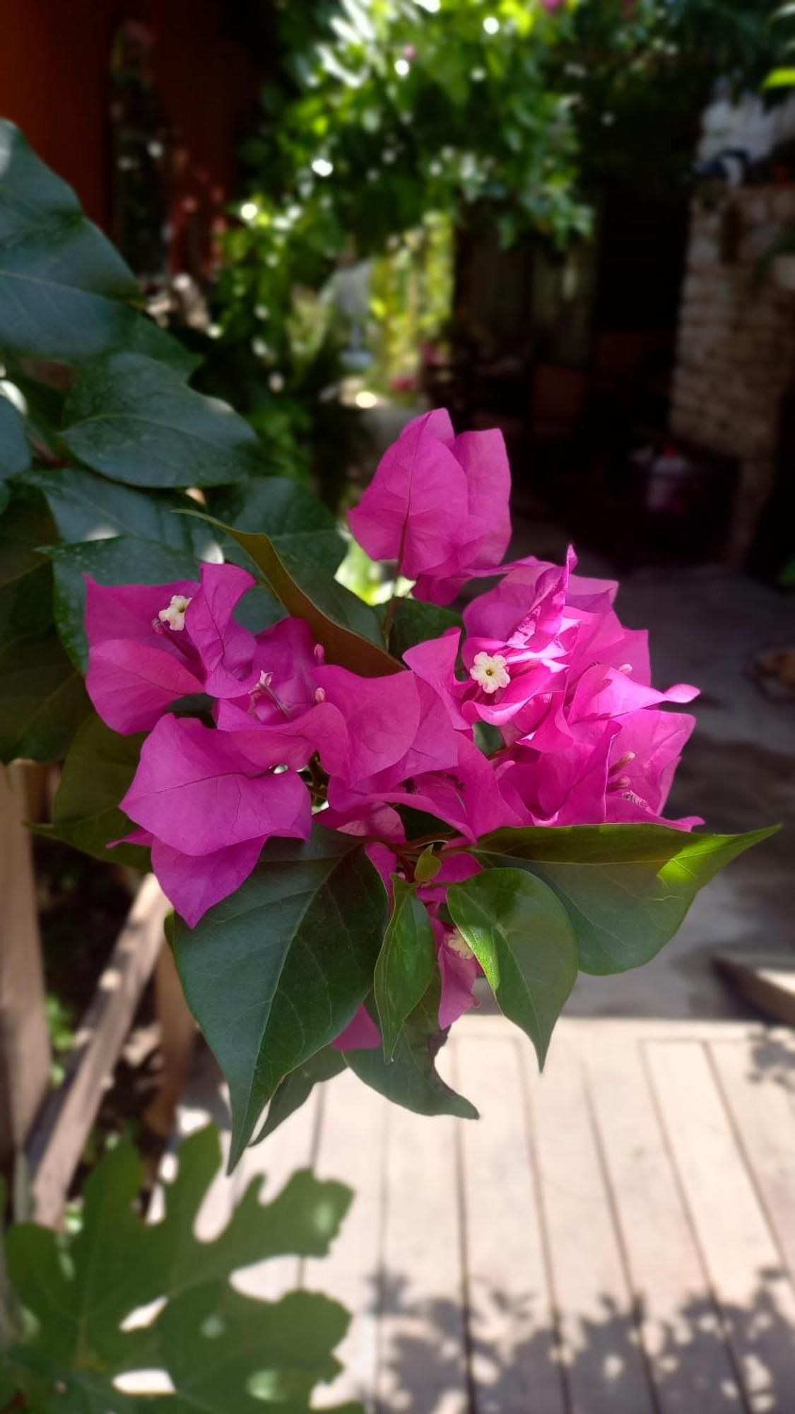 Demeter Rose Stonehouse Pansion Kwatera prywatna *