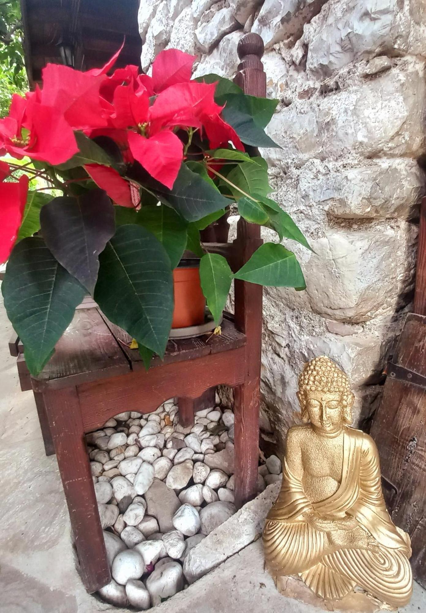Kwatera prywatna Demeter Rose Stonehouse Pansion *