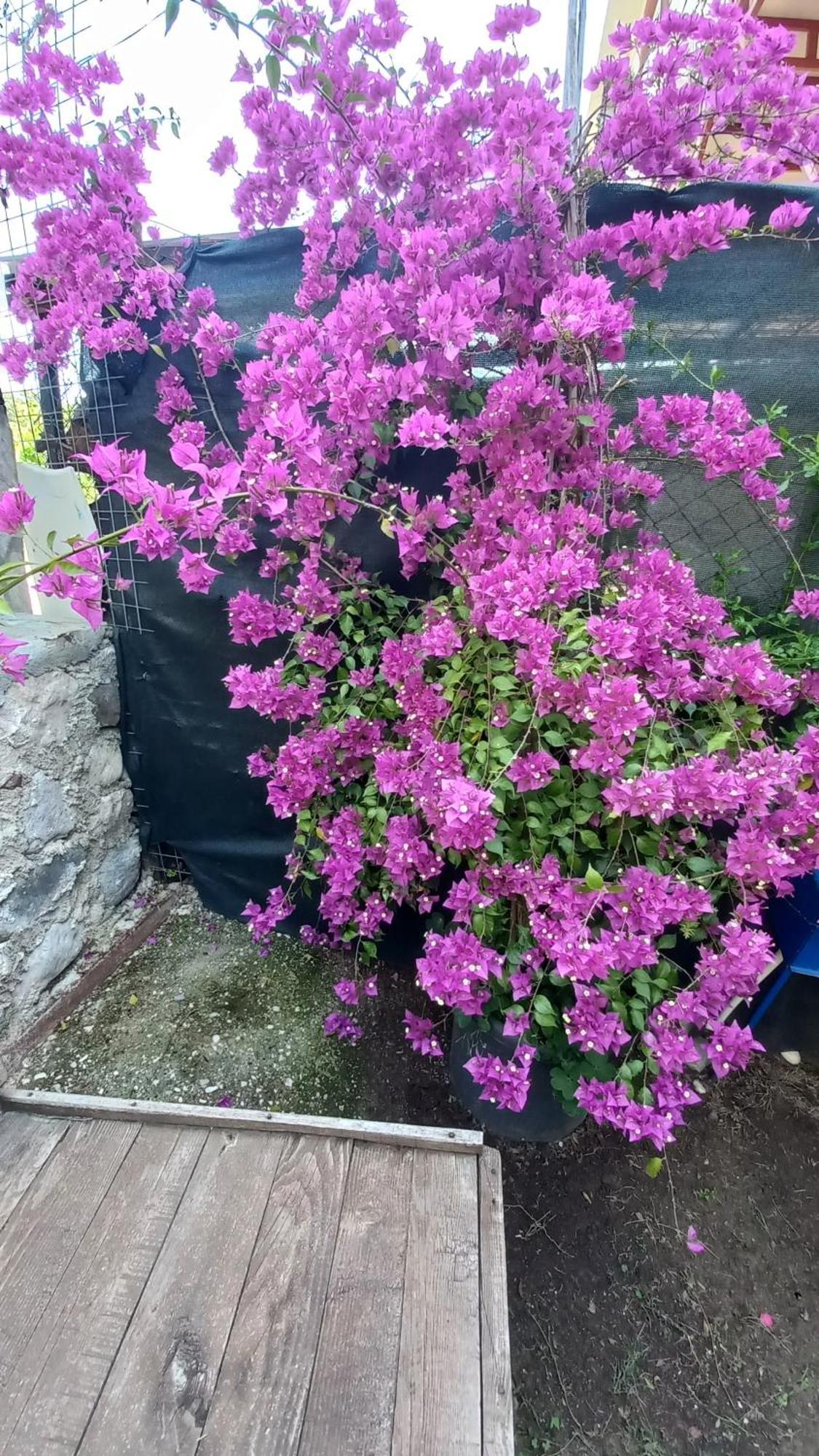 Demeter Rose Stonehouse Pansion Kwatera prywatna *