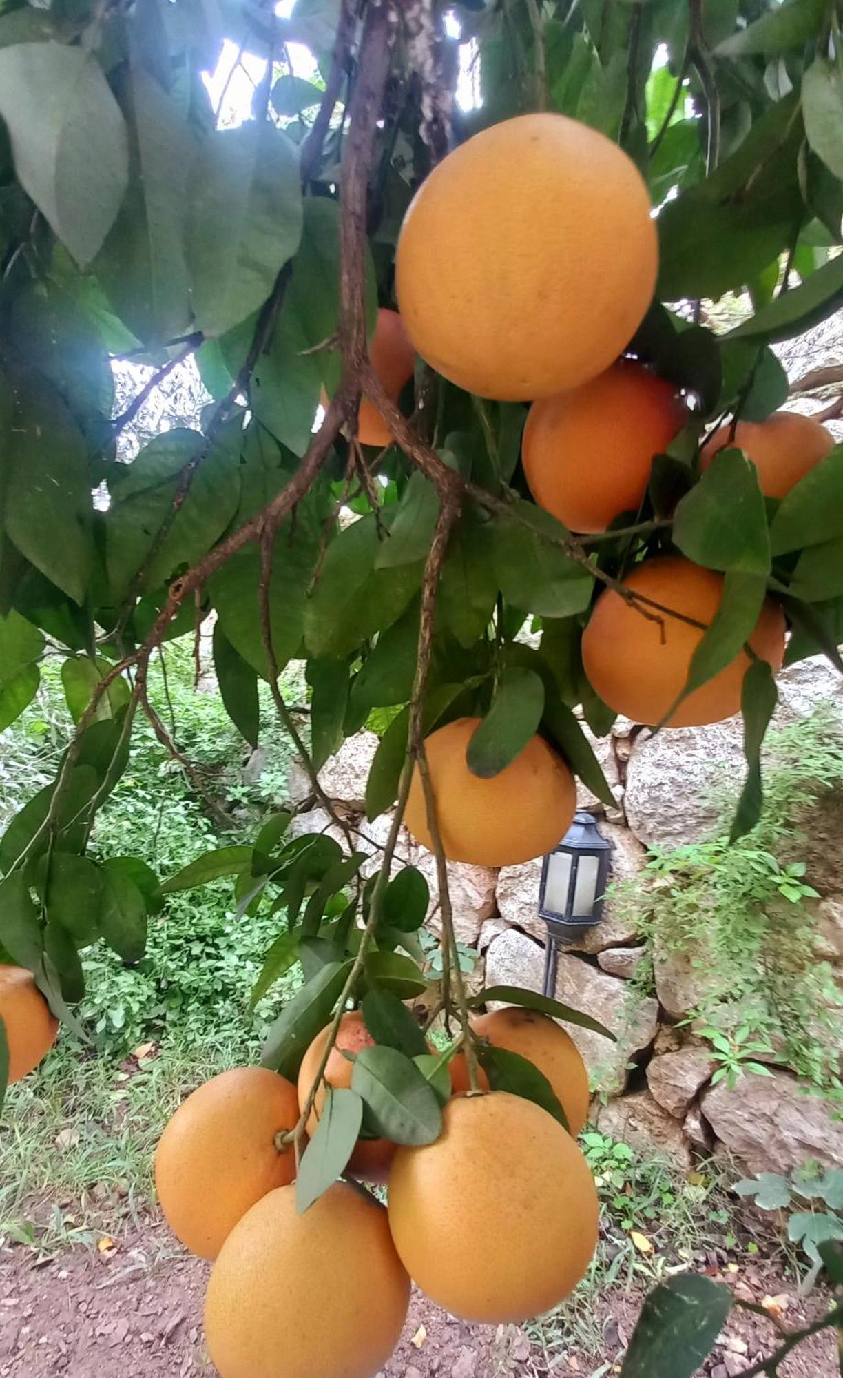 Demeter Rose Stonehouse Pansion Kwatera prywatna Antalya